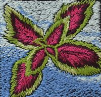 Coleus.jpg
